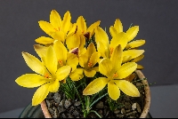 Crocus angustifolius 'bronze form'